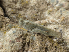 Sphingonotus rubescens