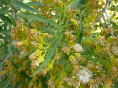 Barkleyanthus salicifolius