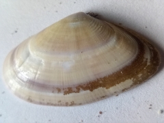 Donax vittatus