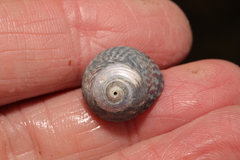 Steromphala cineraria