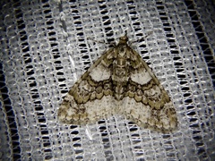 Esakiopteryx volitans