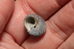 Steromphala cineraria