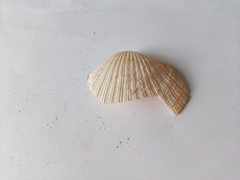 Cardiidae
