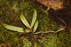 Sarcochilus