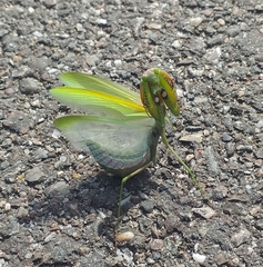 Mantis religiosa
