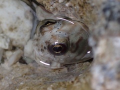 Blenniidae