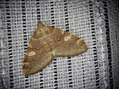 Idiotephria evanescens