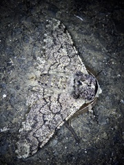 Biston robustum robustum