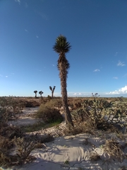 Yucca valida
