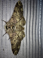 Biston robustum robustum