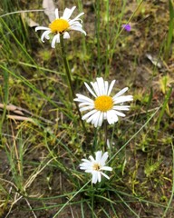 Allittia cardiocarpa