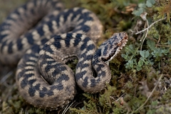 Vipera aspis
