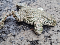 Bufotes viridis sitibundus