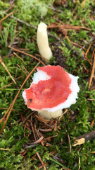 Russula cremoricolor