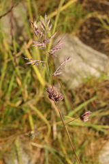 Festuca rubra