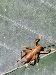 Gryllacrididae