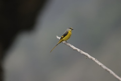 Pericrocotus ethologus