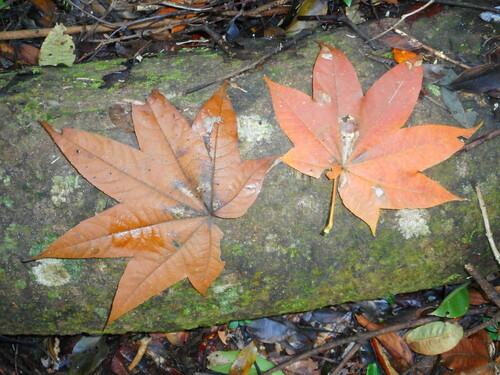 Acer campbellii, photograph 5