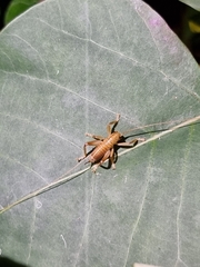 Gryllacrididae