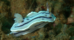 Chromodoris willani