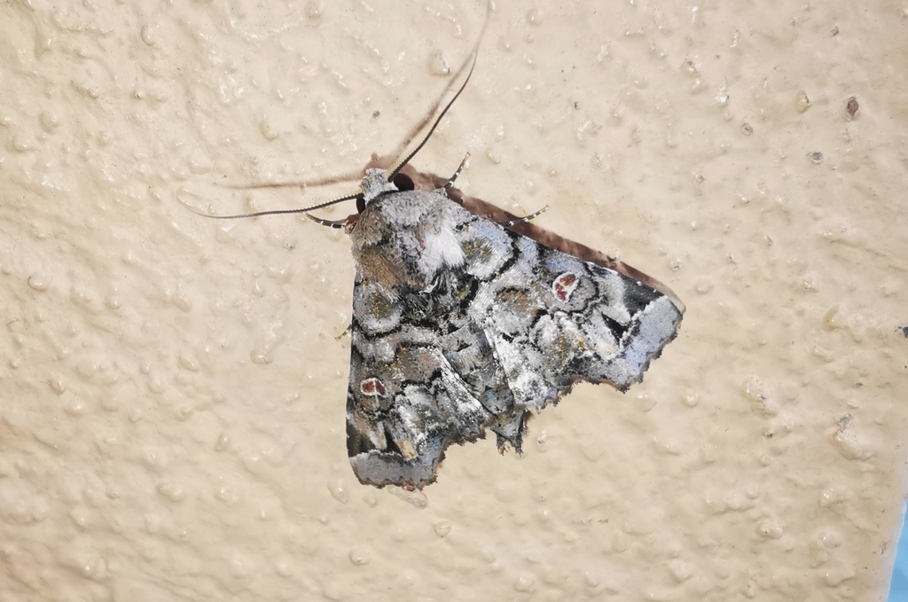 Atacira rubrirena