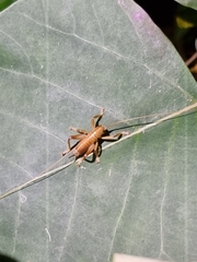 Gryllacrididae