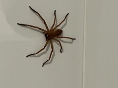 Neosparassus diana