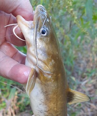 Ameiurus platycephalus