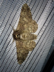 Biston robustum robustum