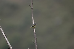 Pericrocotus ethologus