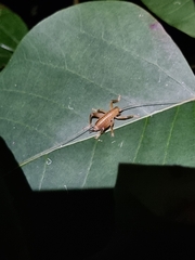 Gryllacrididae
