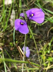 Utricularia beaugleholei