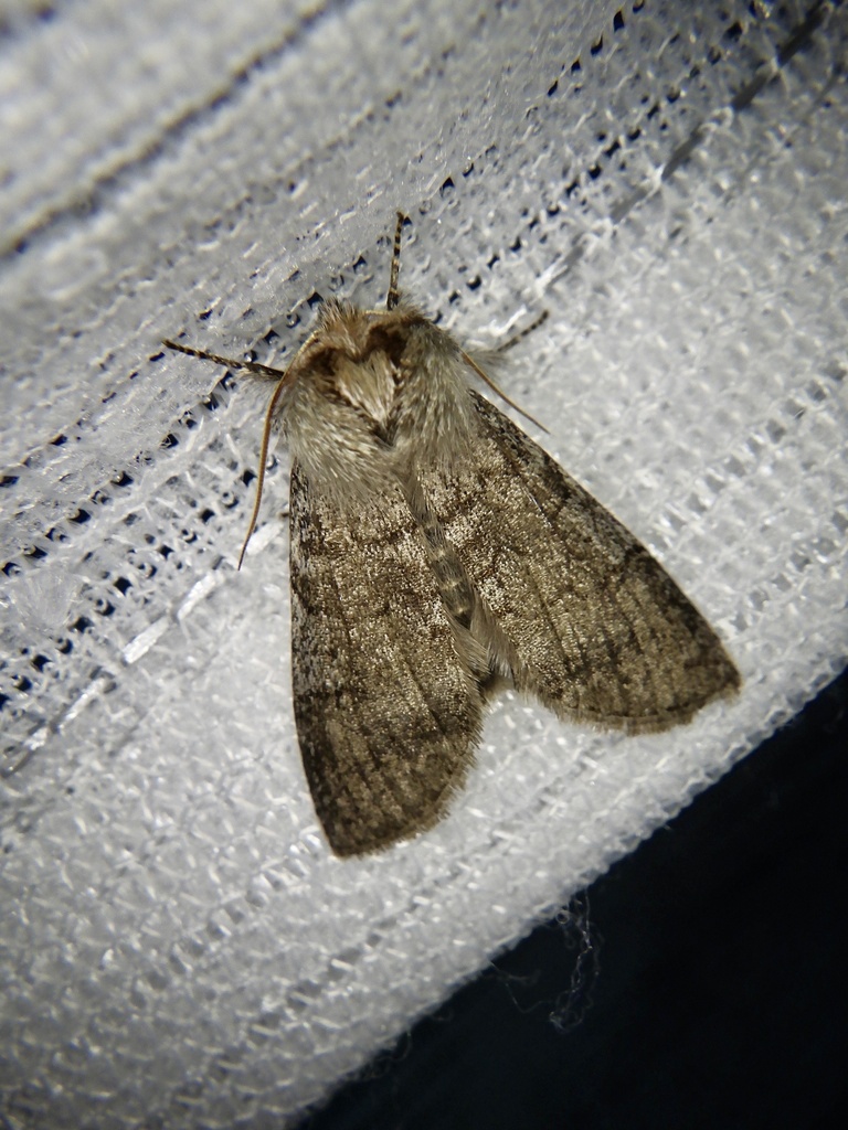 Sugitaniella
