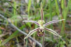 Caladenia barbarossa