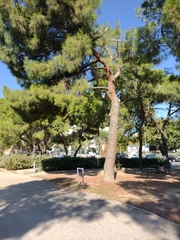 Pinus pinea