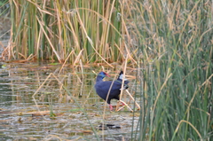 Porphyrio porphyrio
