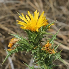 Scolymus hispanicus