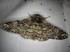 Biston robustum robustum