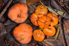 Dilleniaceae