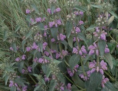 Phlomis herba-venti