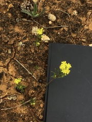 Arabidella nasturtium