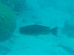 Chlorurus microrhinos