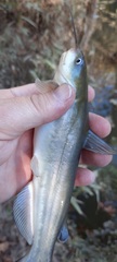 Ameiurus catus