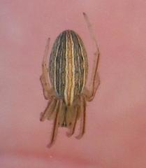 Larinia borealis