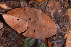 Dilleniaceae