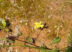 Goodenia lanata