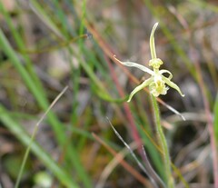 Caladenia barbarossa