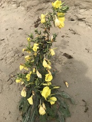 Oenothera glazioviana