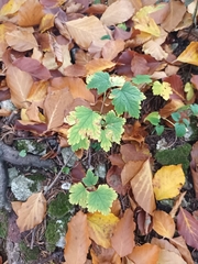 Ribes alpinum