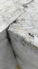 Camponotus compressus